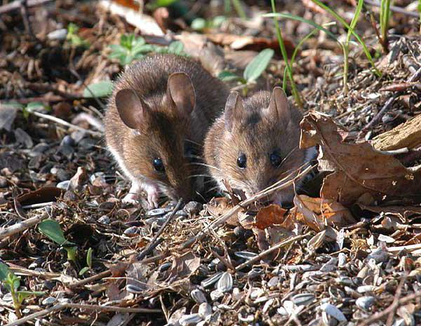 Азиялық бурят және якут порно