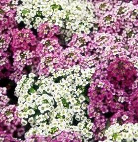 Боб шаштары бар қыздардың порно фотосуреттері Орыс тіліндегі порнографиялық фильмдерді HD сапада көріңіз.