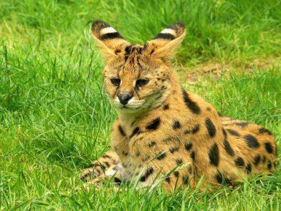Serval (kucing): perihal sifat, photo. Kandungan serval kucing di 
