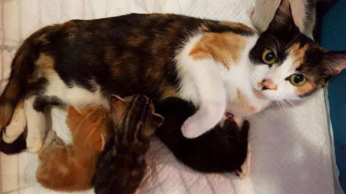 Mengapa kucing makan anak-anak dia? Cadangan untuk penjagaan 