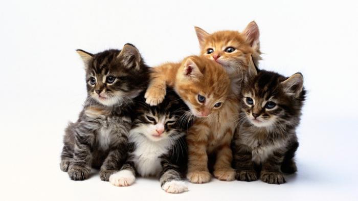 Kucing rumah. Kandungan