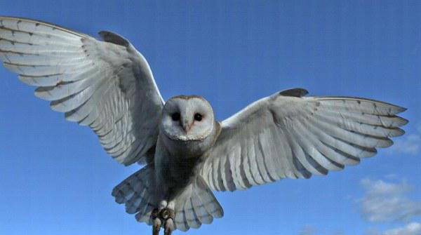 Barn Owl Penerangan Habitat Gambar