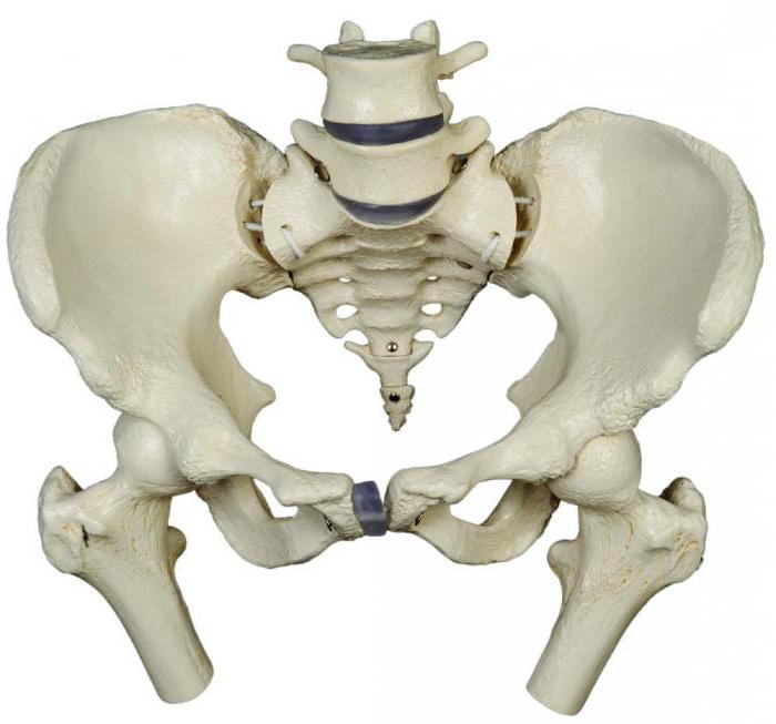 Female Pelvis Anatomy Structure Mri Of Pelvic Organs In Women