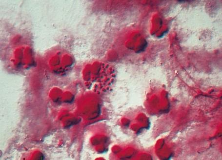 Сексуалды позалар Әйелдер бөліміндегі моншадағы орыс порно секс