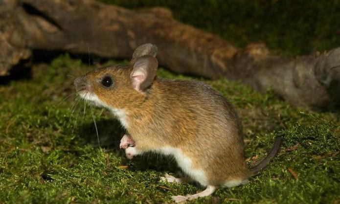 Жетілген наг порно