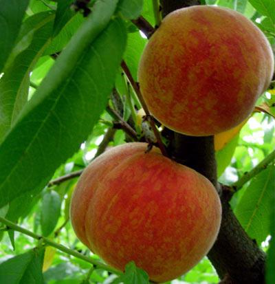 Қынап шабдалы