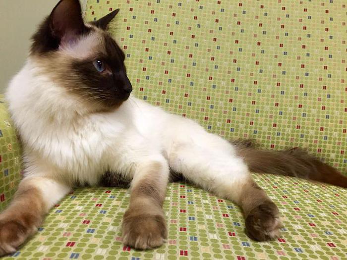 Kucing baka, sama dengan Siam: Perbezaan, kebaikan dan keburukan