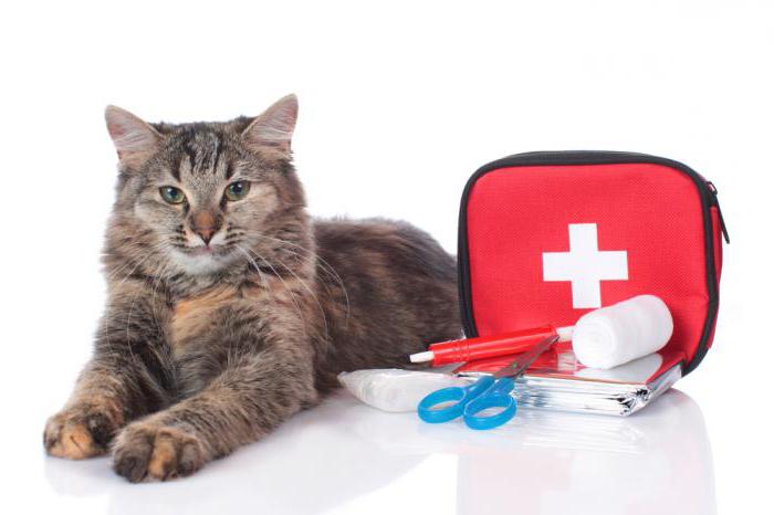 Kz Оралда танысу порно