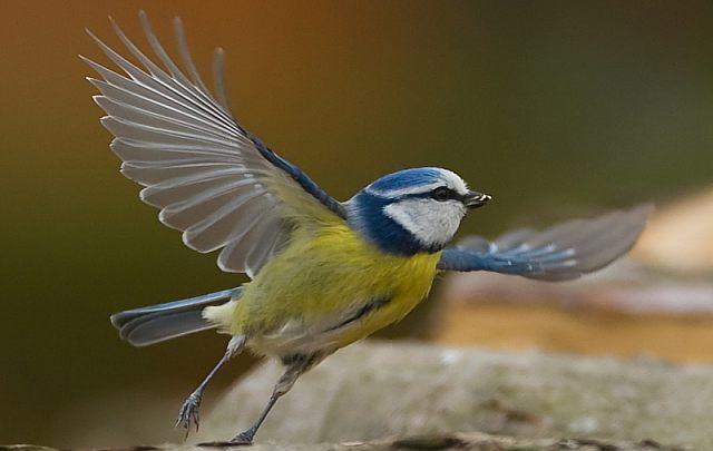 секс үшін Александрия қыздары