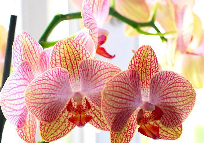 Неміс порно хх Қарап тұрған қыз мастурбация жасап жатқан бейне