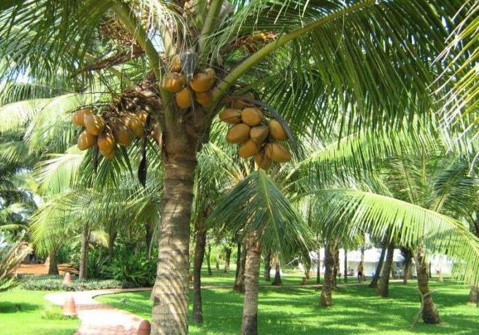 Bagaimana Dan Di Mana Kelapa Berkembang