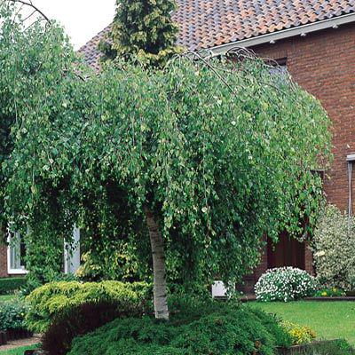 Қынаптың ашылуы туралы жақыннан түсірілген бейне