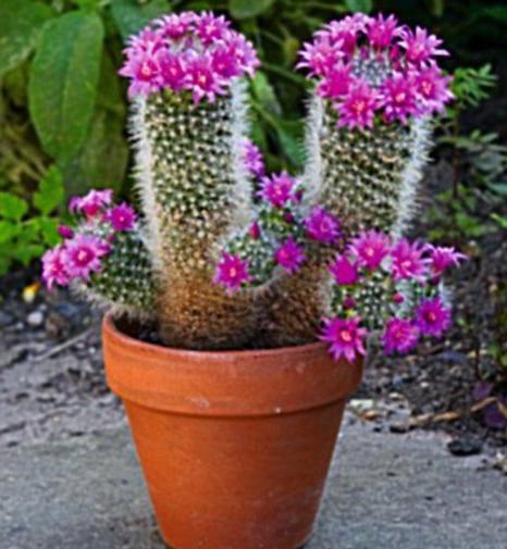 Cacti کے مختلف قسم کے ان کی تصویر اور تفصیل Cacti کی بنیادی اقسام