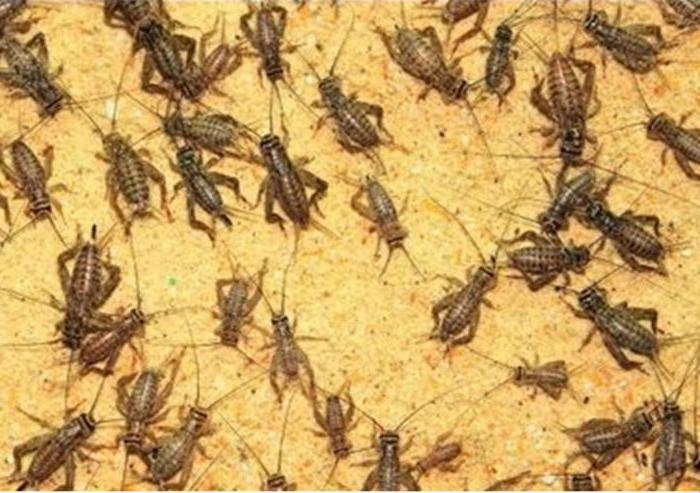 Apa Makan Kriket Dalam Alam Semula Jadi Dan Di Kediaman Manusia