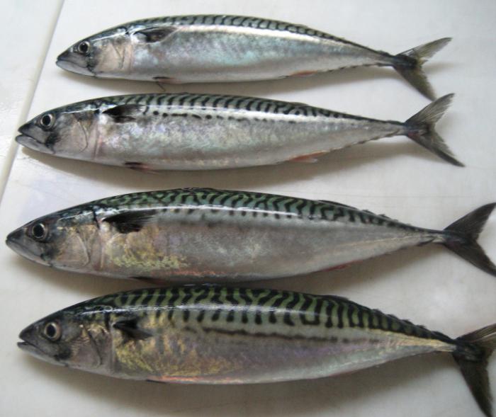 Mackerel Bonito Keluarga Ikan