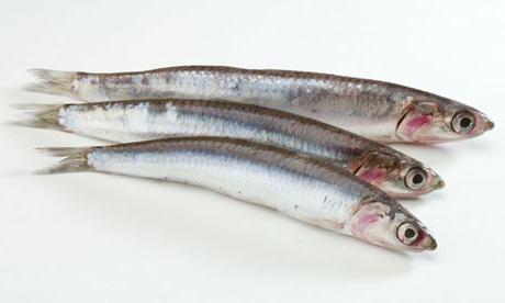 Ikan Bilis Ia Lazat