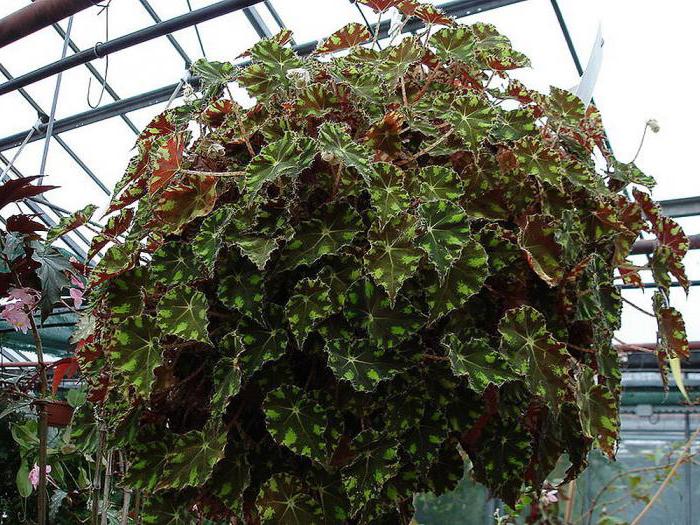 Begonia tiger: abojuto ati ibisi