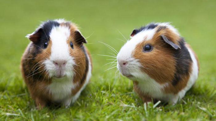 Сквирт ағыны