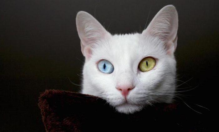 Mengapa Kucing Dilahirkan Dengan Mata Yang Berbeza