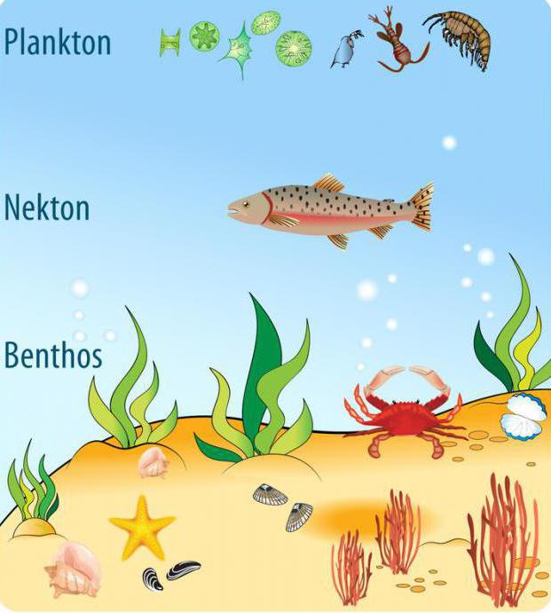 Порно актерлер шарларын қалай қырады