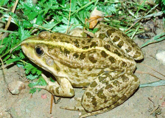 Katak Tasik Penerangan Habitat Gambar