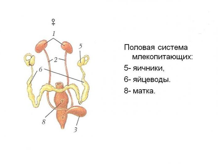 Жігіт қыздың денесін жалайды Порно аналдың көзіне жас алды