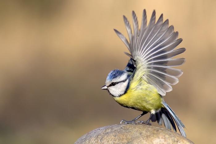 Порно жалап апайдың кискасын енді