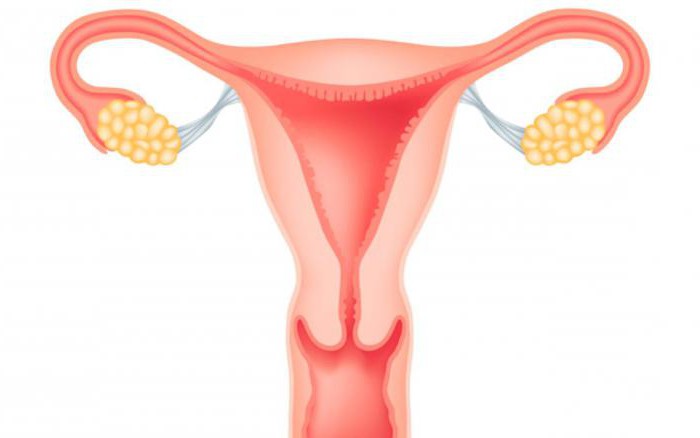 Grosimea endometrului 10 mm: ce înseamnă