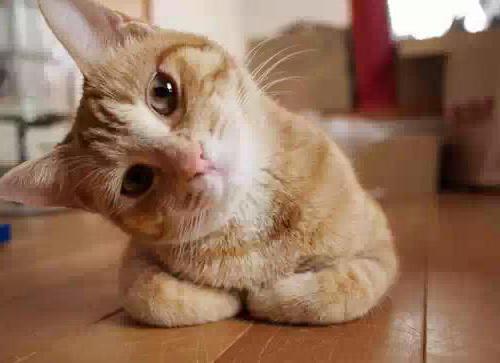 Қол-аяғы жоқ әйелмен жыныстық қатынас