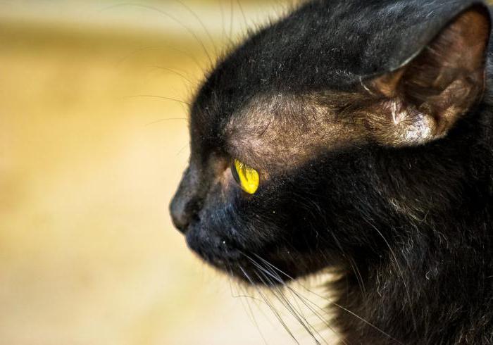 Массаж үстелінің астындағы порно минет