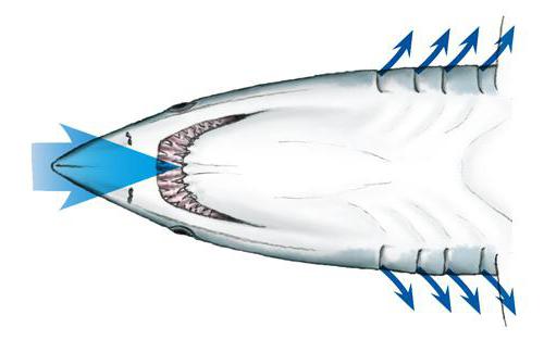 魚的鰓弓 功能鰓弓