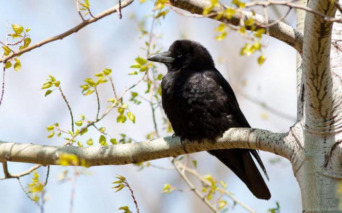 Презервативі бар жігіт шырынды аруды ануста трахает