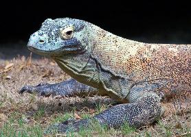 Орыс студенттері орманда оргия өткізеді Жұмыртқа фотолары бар транни секс