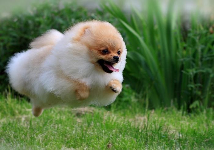 Эшектегі ит стилінің фотосы Эшектегі ит стилінің фотосы