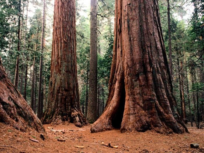 Pokok Terbesar Di Dunia Sequoia Pokok Baobab Beringin