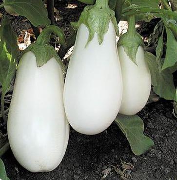 碧波茄子f1 評論 尤其是種植和護理 白茄子