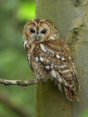 Burung Malam Nama Burung Malam Rusia