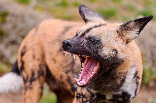 Mimpi Anjing Dipotong / Mimpi tentang tangan bukanlah hal yang biasa.