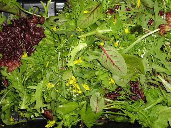 Jenis Salad Kepelbagaian Dan Penerangan