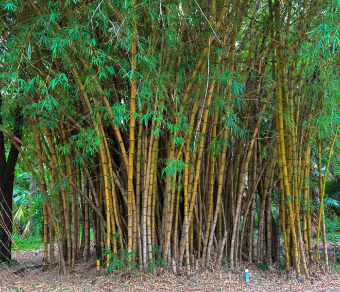 Buluh Di Mana Ia Tumbuh Dan Pada Kadar Bamboo Rumput Atau Pokok