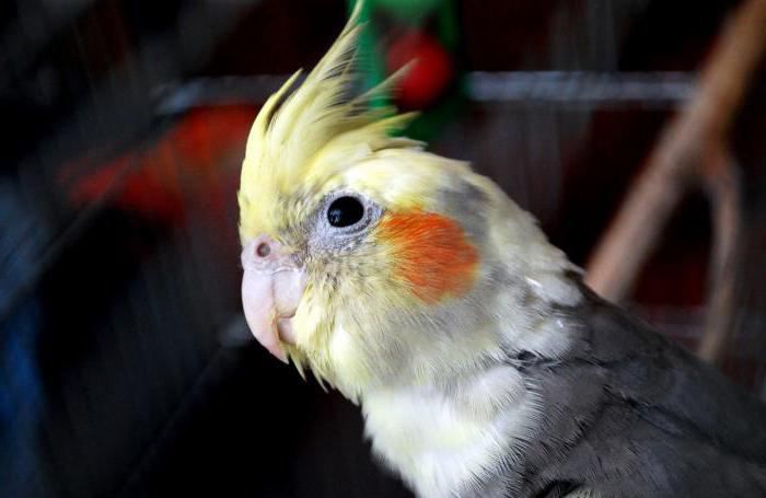 Барлығы көру үшін жағажайдағы секс