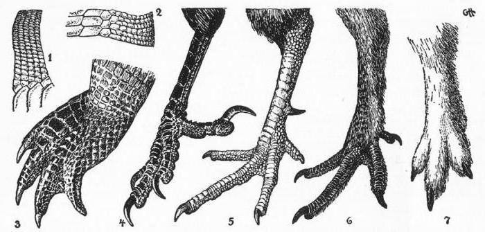 Жасырын камера секс порно автобус