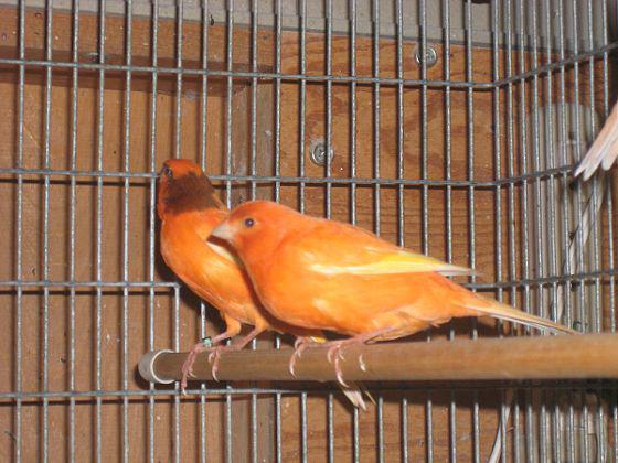 Жыныс жасындағы жыныстық қатынас