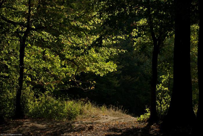 Секс былғары юбкалар