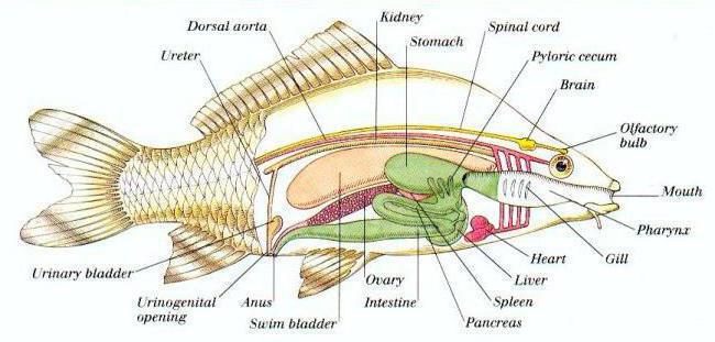Sistem peredaran organ manusia dan haiwan