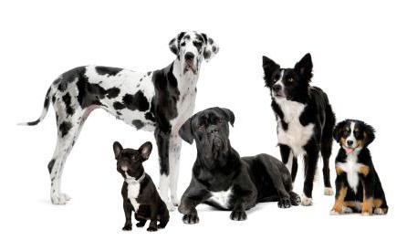 Chondroprotector Untuk Anjing Klasifikasi Permohonan Ulasan