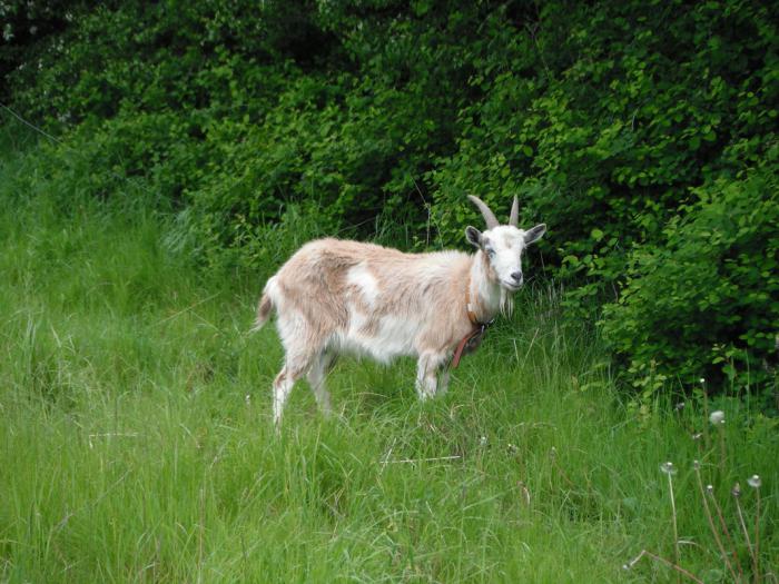 Berapa Jam Kambing Memberi Susu Dan Memberi Makan Kambing Memerah Susu Yang Baik