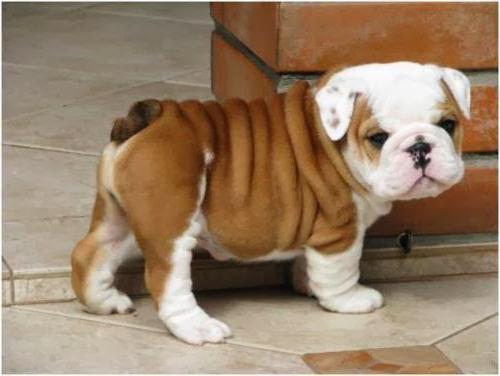 Anjing Baka Hiasan Anjing Hiasan Baka Kecil