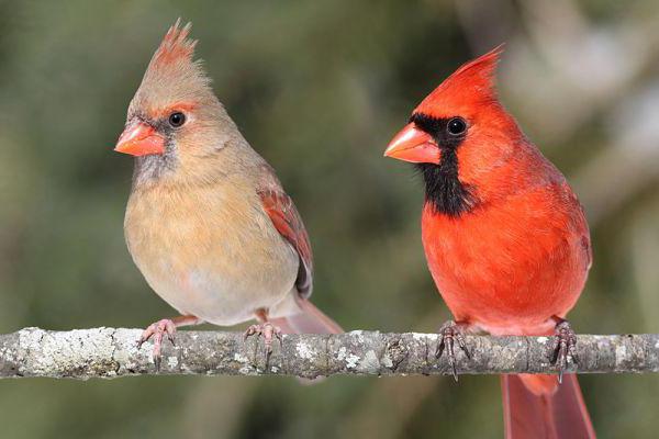 Қызыл бас кішкентай сиськи