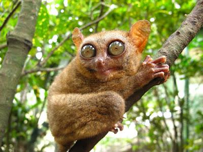 Philippine Tarsier Zanimljivosti Fotografije